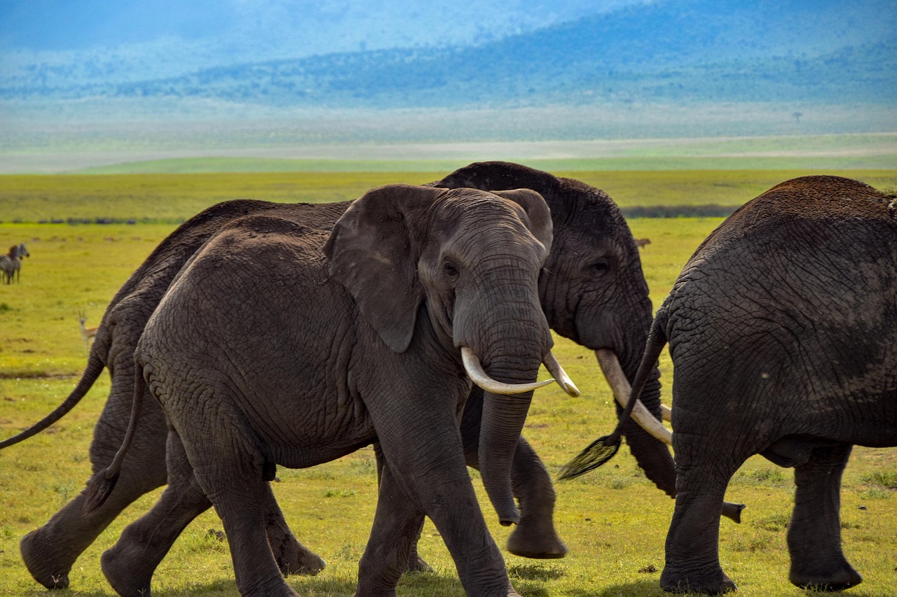 5 Day Serengeti and Tarangire Safari